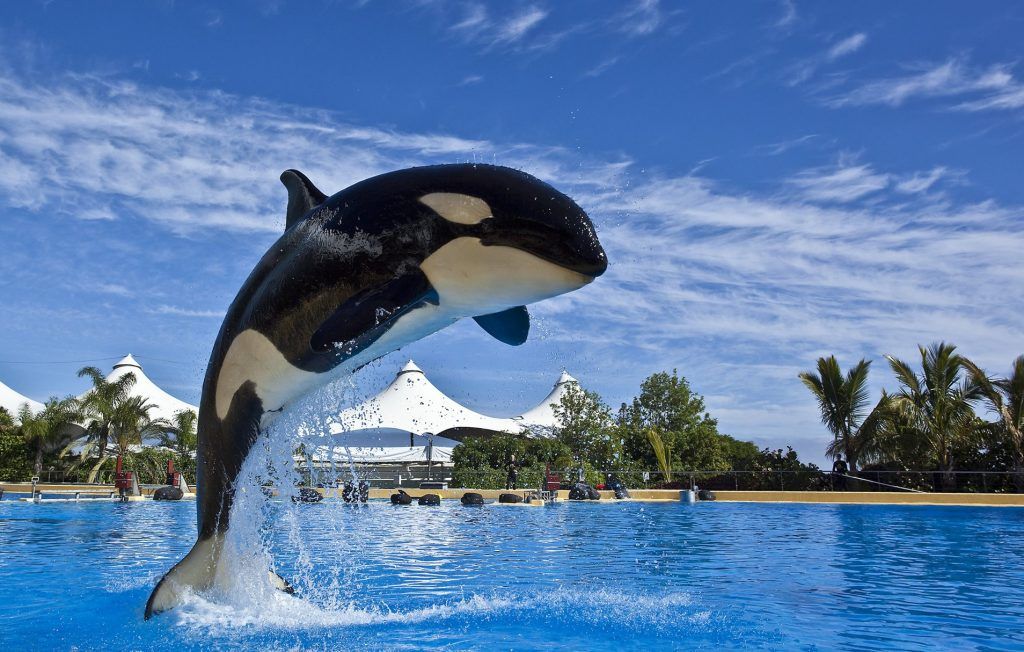 loro-parque-tenerife_4