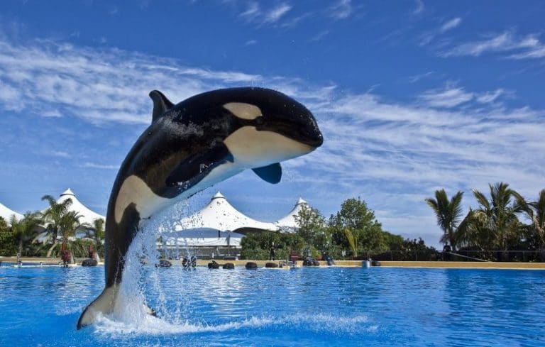 loro-parque-tenerife_4