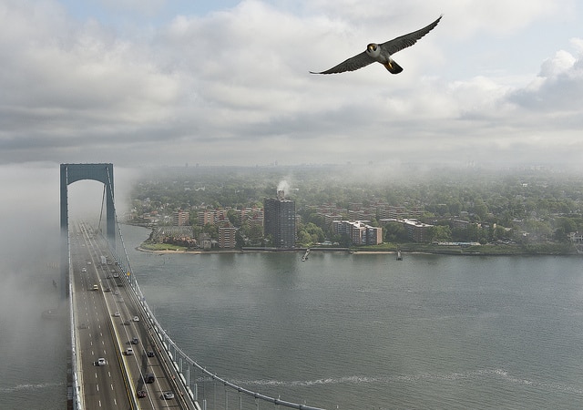 Nueva York - Halcón peregrino